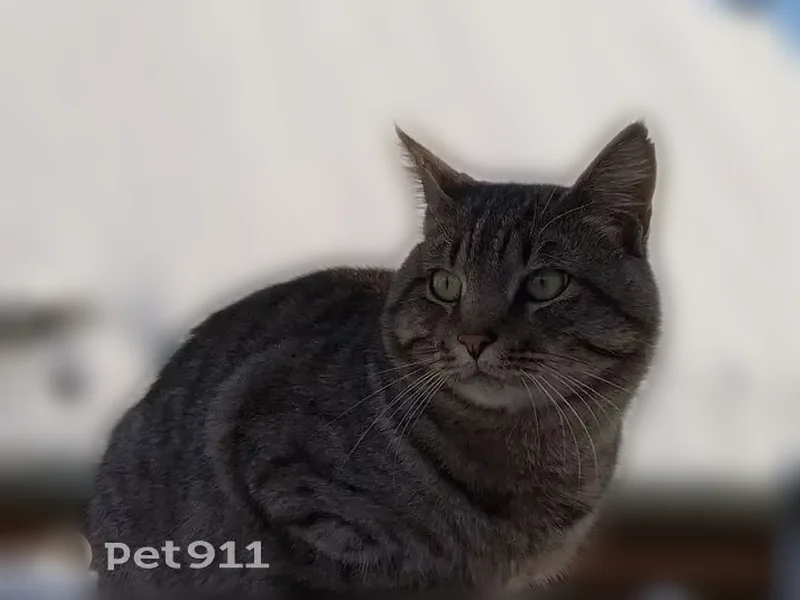 Пропала кошка, Балейская улица, 4, Смоленка — крупный полосатый серо-чёрный кот, зелёные глаза - photo