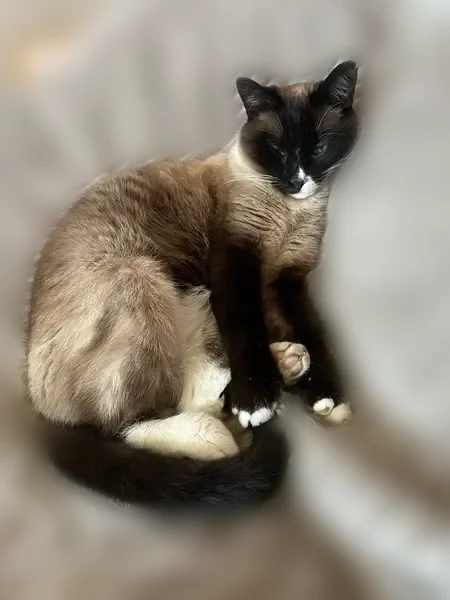 Пропала кошка, Центральная улица, 3, район Внуково, Кокошкино — тайская/сиамская, надорвано ушко - photo