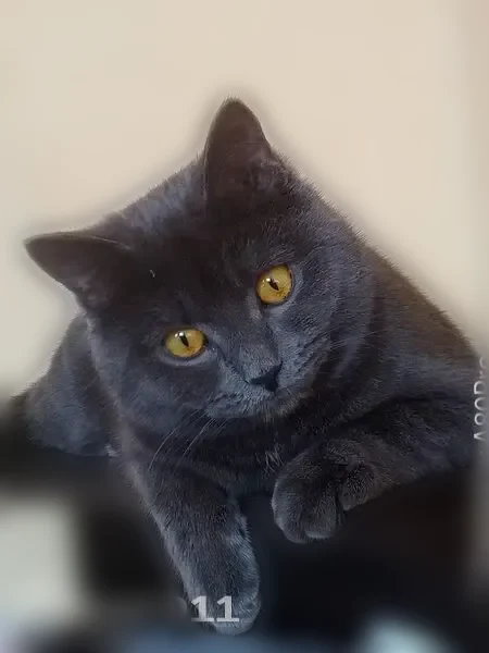 Пропала кошка, Краснознамённая улица, 18, Нижний Тагил — шотландский кот, 4 года, 7 кг - photo