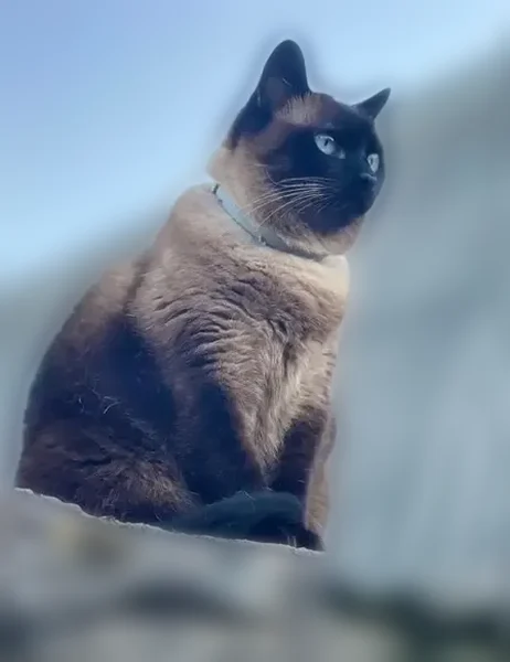 Пропала кошка, Большая Пороховская улица, Санкт-Петербург — ласковая, подходит к людям - photo
