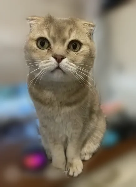 Пропала кошка, Железнодорожная улица, 3, Ульяновск — шотландец вислоухий, окрас «голубое золото» - photo