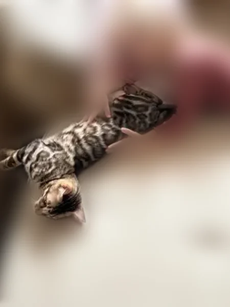 Пропала кошка, Еринская улица, 3, Подольск — бенгальский котёнок, не кастрирован - photo