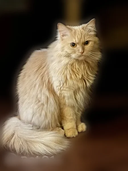 Пропала кошка, Лунная улица, 9, Дубовое — светло-рыжая, выпала с балкона - photo