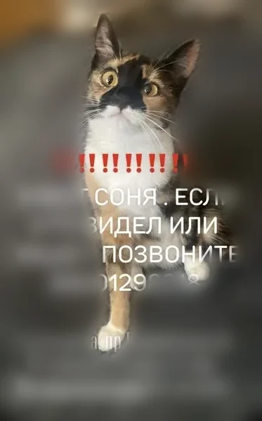 Пропала кошка, проезд Ушакова, 2/14, Ярославль — пуглива, трёхцветная, с чёрным пятнышком на мордочке - photo