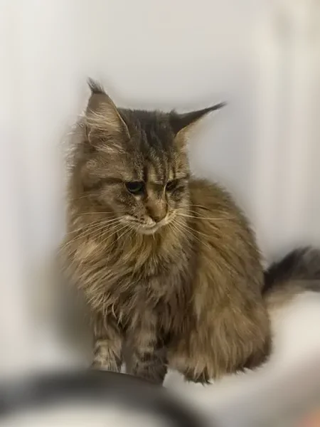 Пропала кошка, Садовая улица, 17, Карачиха — кличка Сима, домашняя, боится улицы - photo