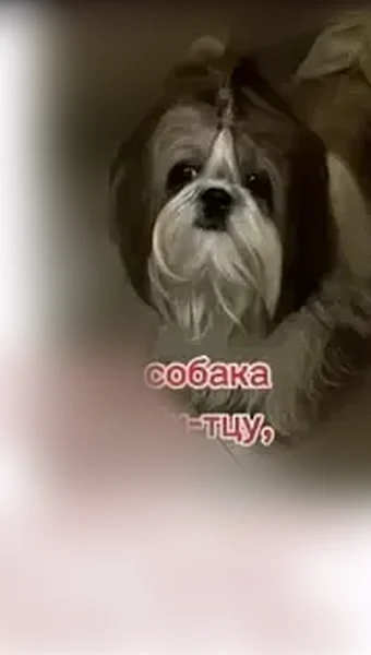 Пропала собака, Стеклянуха, Многоудобное — светло-песочная, стрижена, в салатовом ошейнике - photo