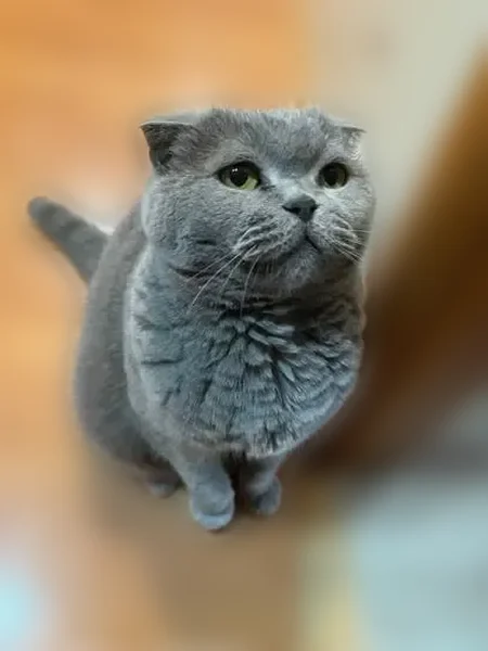 Пропала кошка, улица Адмирала Макарова, 5 к2, Нижний Новгород — британская вислоухая, жёлтые глаза - photo