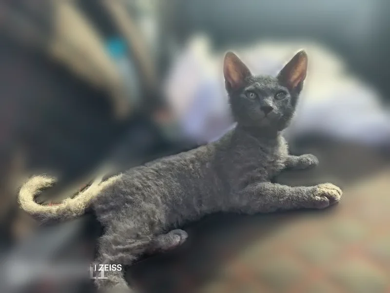 Пропала кошка, Хохольское городское поселение, Хохольское — серый, 4 месяца, дружелюбный - photo