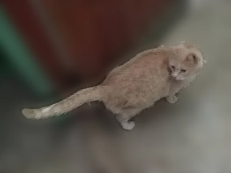 Пропала кошка, улица Магницкого, 2 к1, Чебоксары — кот Валера, 9 лет, кастрирован - photo