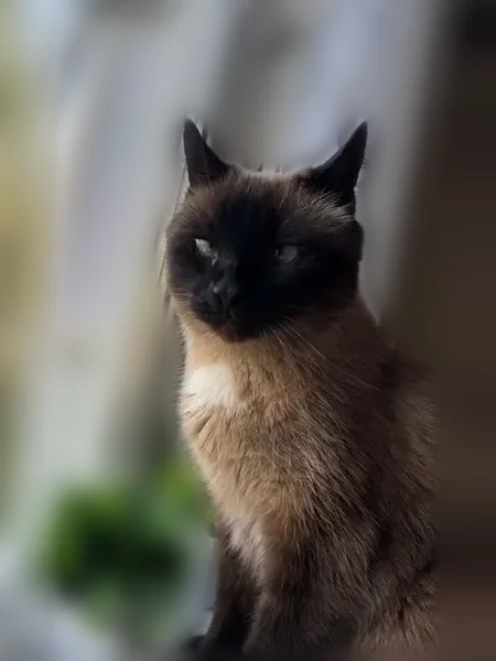 Пропала кошка, Социалистическая улица, 2 к1, Чебоксары — сиамский кот, ласковый, 16 лет - photo