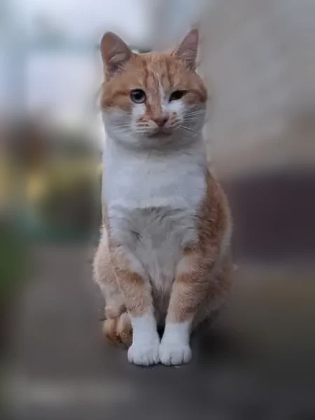 Пропала кошка, Грунин Воргол, Елец — рыжий окрас - photo