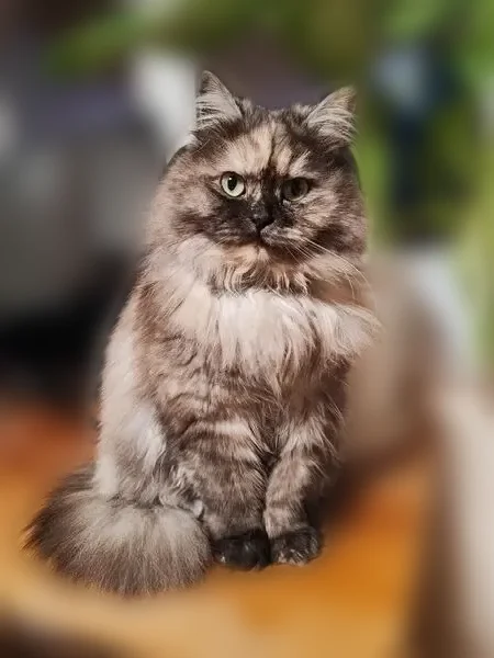 Пропала кошка, Короткая улица, Даховская, Даховская — серая, лохматая, глаза зелёные - photo