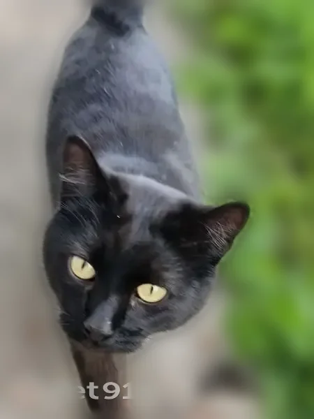 Пропала кошка, Софийская улица, 8 с1, Павловск — чёрный кот с белым пятнышком на груди - photo