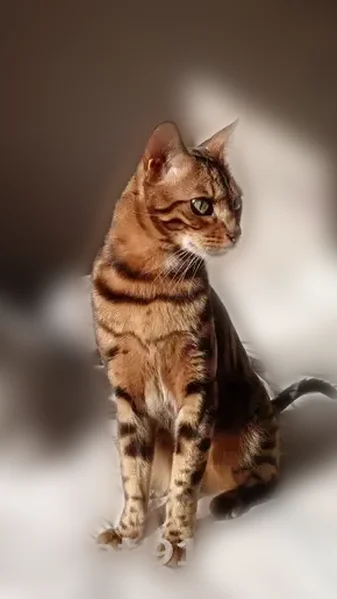 Пропала кошка, улица Есенина, 3А, Баклаши — бенгал, похож на леопарда - photo