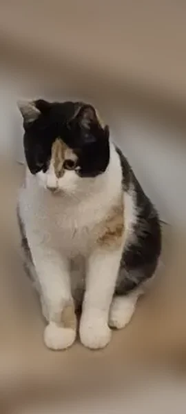 Пропала кошка, 4-я улица 8 Марта, 4 к1, Москва — трёхцветная, любознательная - photo