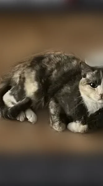 Пропала кошка, Селижаровский проезд, 4, Ржев — трёхцветная, откликается на кличку Айда - photo