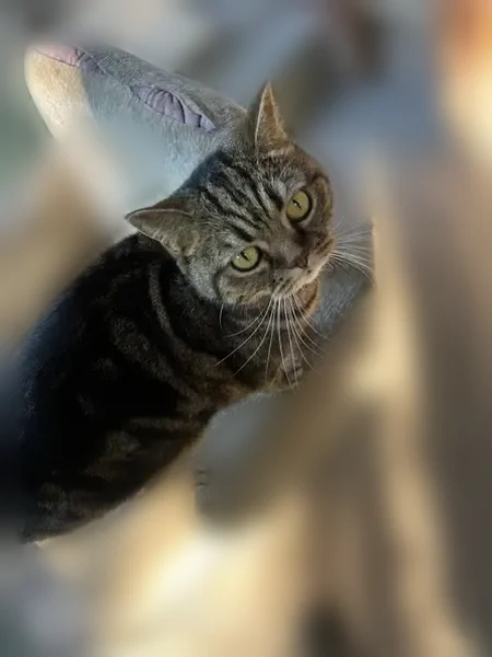 Пропала кошка, Ново-Вокзальная улица, Самара - photo