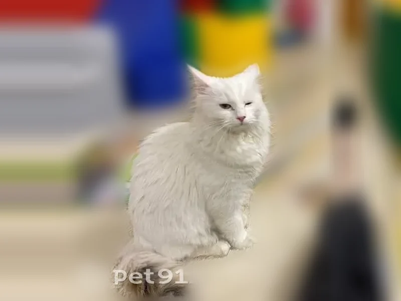 Пропала кошка, улица Герцена, 10, Владимир — длинношерстная, молочно-белая, с родинкой на носу - photo