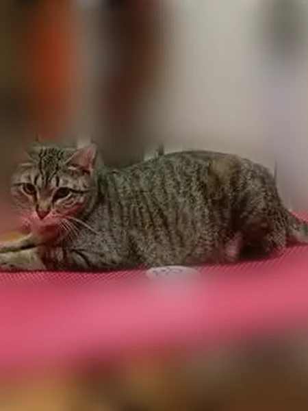 Пропала кошка, улица Военных Комиссаров, 1, Нижний Новгород — длинноногая, на имя отзывается - photo