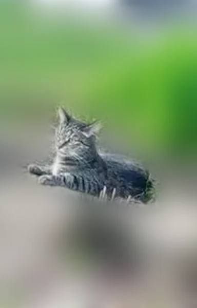Пропала кошка, улица Терешковой, 8, Новочебоксарск — полосатая, кастрированная - photo