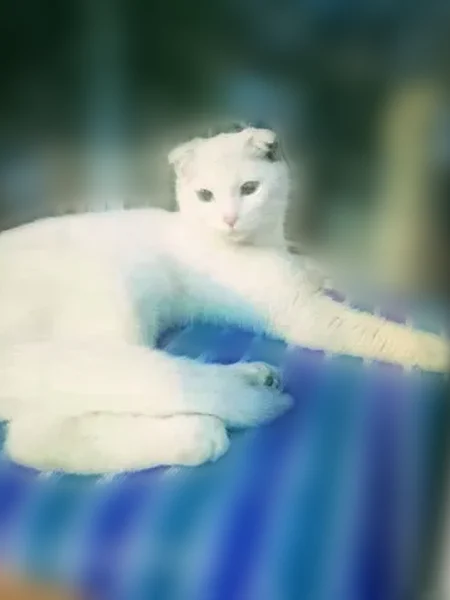 Найдена кошка, Красноармейская улица, 139, Самара — белая короткошёрстная британка до года - photo