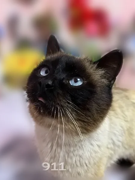 Пропала кошка, Театральная улица, Мичуринск — нет клыка на нижней челюсти - photo