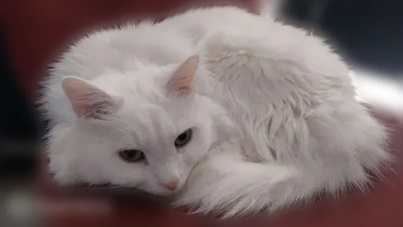 Пропала кошка, Ремесленная улица, 5, Ногинск — белая длинношерстная, 15 лет - photo
