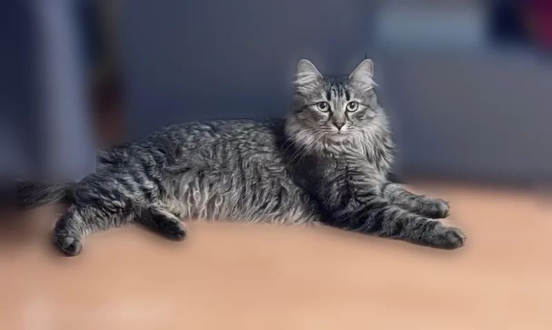 Пропала кошка, улица Мичурина, 15, Химки — помесь мейн-куна, отзывается на кличку Шуша - photo