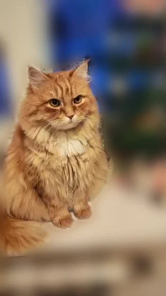 Пропала кошка, Омская улица, 12, Орск — рыжий длинношёрстный кот, 12 лет - photo
