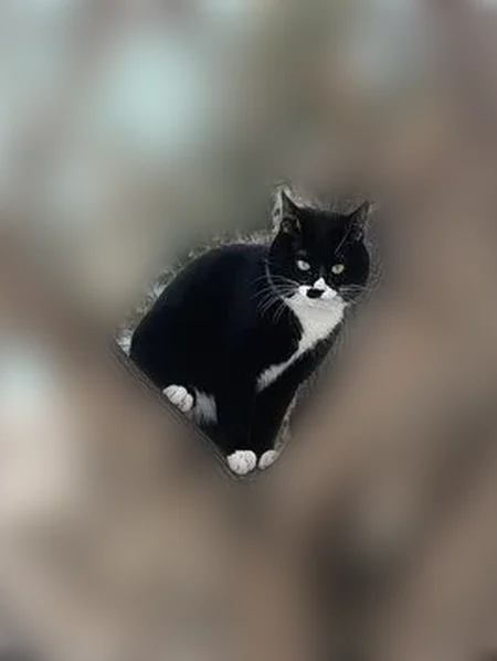 Пропала кошка, Ленинградская улица, 2, Хабаровск — кот Тима, 1 год - photo