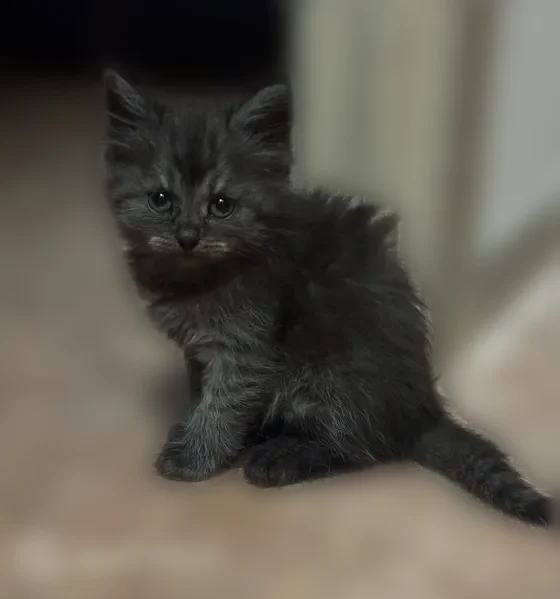 Пропала кошка, улица 9 Января, Воронеж — возраст около 2 месяцев - photo