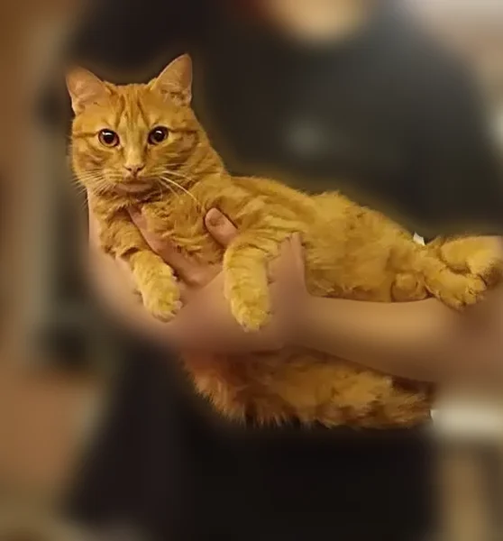 Пропала кошка, Михалковская улица, Тула — молодой рыжий кот, плотненький - photo