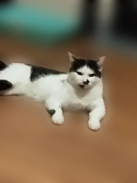 Пропала кошка, улица Коцаря, 6, Липецк — черно-белая, на мордочке чёрное пятно - photo