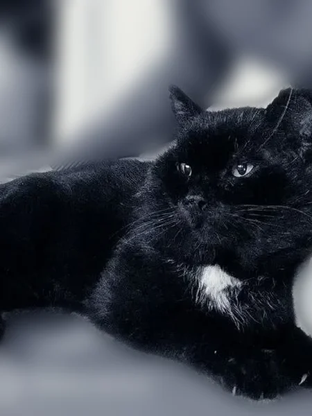 Пропала кошка, улица Токмакова, Чебоксары — чёрная, 15 лет, зелёные глаза - photo