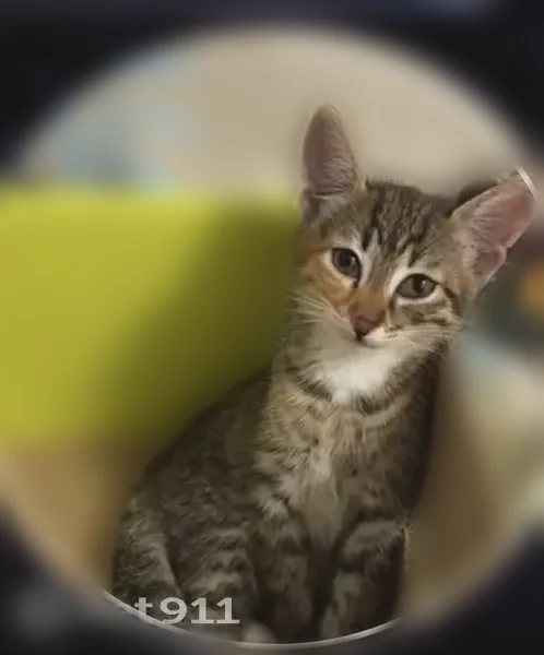 Найдена кошка, улица Энтузиастов, 6, Супсех — чистая, с большими ушами и длинными лапами - photo