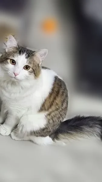 Пропала кошка, Фубровская улица, Нижний Новгород — слезится правый глаз - photo