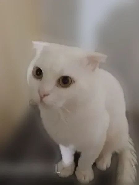 Пропала кошка, улица Козьмы Минина, 10А, Волгоград — белый вислоухий котик - photo