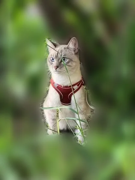 Пропала кошка, переулок Кулибина, 3, Уфа — вытягивает лапки при поднятии - photo
