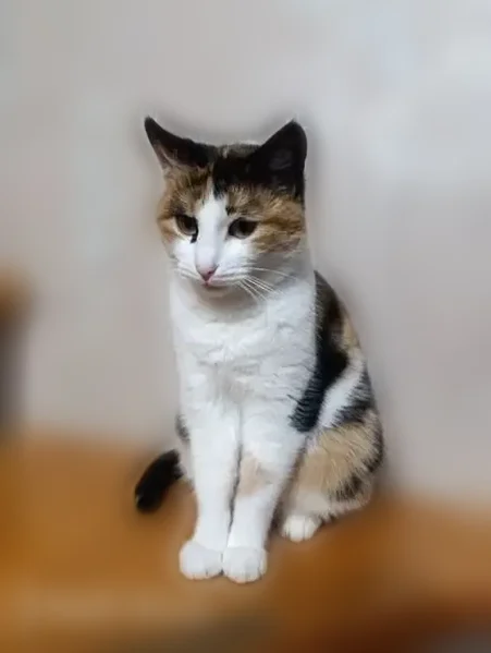 Пропала кошка, Тополиная улица, 11, Красный Яр — трёхцветная, с раздвоенным кончиком правого уха - photo