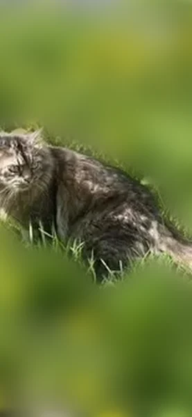 Пропала кошка, Яблочная улица, 120, Гурьевск — пушистая, полосатая, квартирная, всего боится - photo