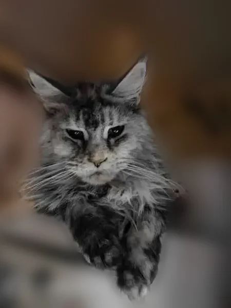 Пропала кошка, Чеховская набережная, городской округ Таганрог, Таганрог — 6 лет, ушла 5 дней назад - photo