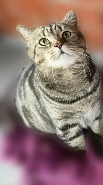 Пропала кошка, улица Королёва, 9, Новая Отрадовка — пухленькой формы, зелёные глаза - photo