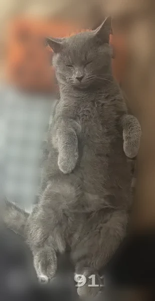 Пропала кошка, Восточная улица, 20, Екатеринбург — ласковая, но пугливая - photo