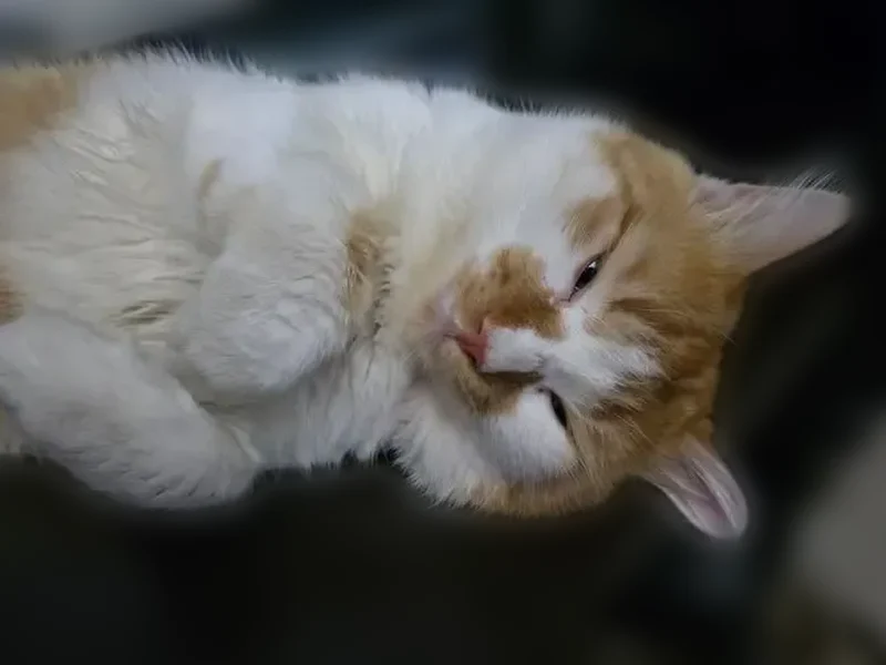 Пропала кошка, Боевая улица, 72А, Астрахань — рыже-белый кот Васька - photo