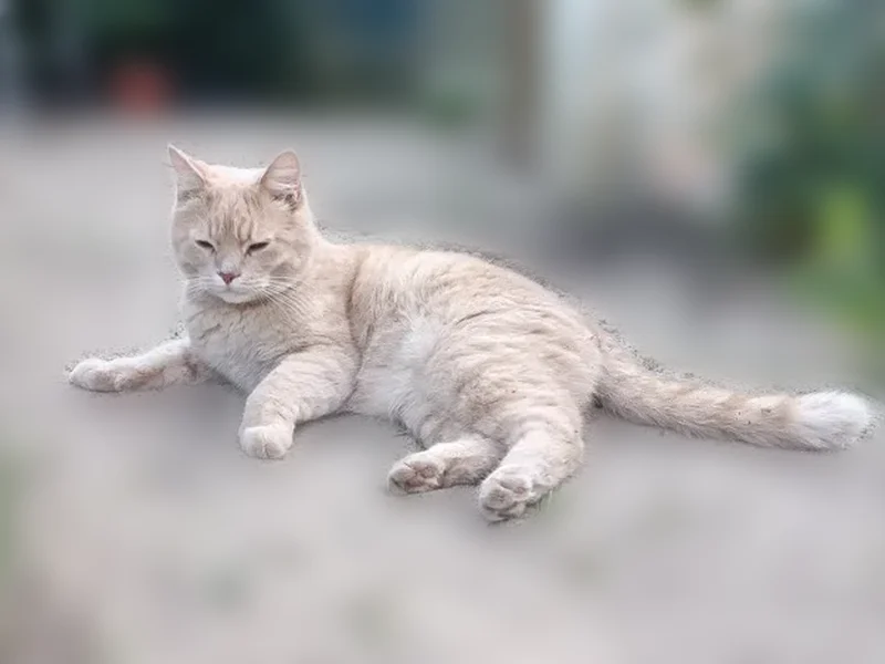 Пропала кошка, 4-й Сабанеевский переулок, 5, городской округ Ярославль, Ярославль — персикового окраса, с ошейником - photo