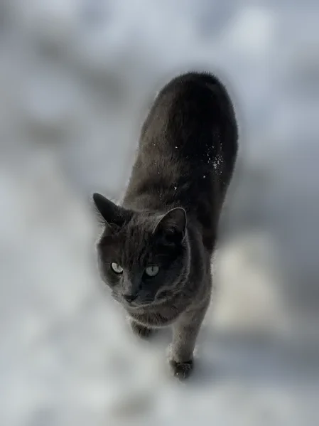 Пропала кошка, Новая Московская улица, 22, Красногорск — кот без хвоста, яркие зелёные глаза - photo