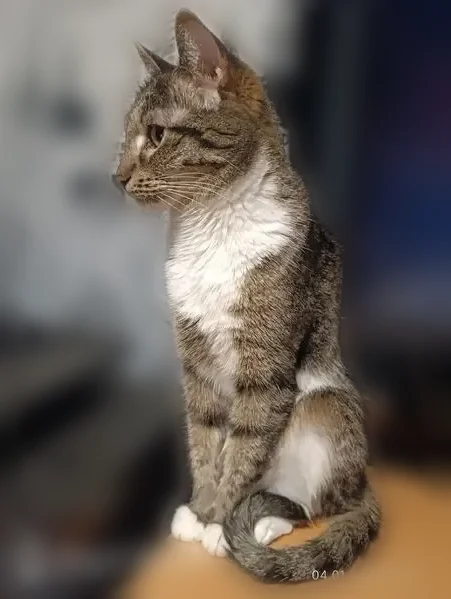Пропала кошка, Богатырская улица, 11, Уфа — серая в полоску, белая грудка и лапки - photo