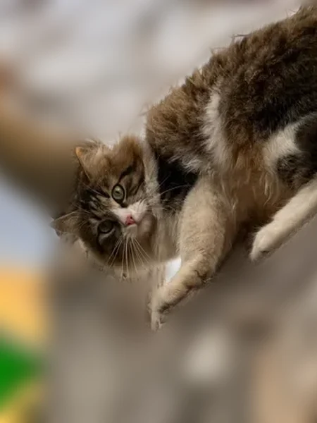 Пропала кошка, улица Северцова, 18, Воронеж — кот Марсик - photo
