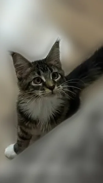 Пропала кошка, проспект Максима Горького, 13/22, Чебоксары — черепахового окраса, порода мейнкун - photo