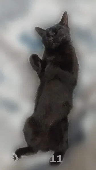 Пропала кошка, Пенза — чёрная кошка с зелёными глазами, хвост сломан - photo